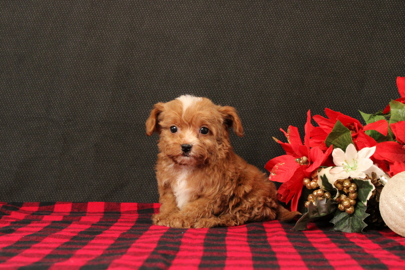 puppy, for, sale, Cavapoo, Matthew B. Stoltzfus, dog, breeder, Gap, PA, dog-breeder, puppy-for-sale, forsale, nearby, find, puppyfind, locator, puppylocator, aca